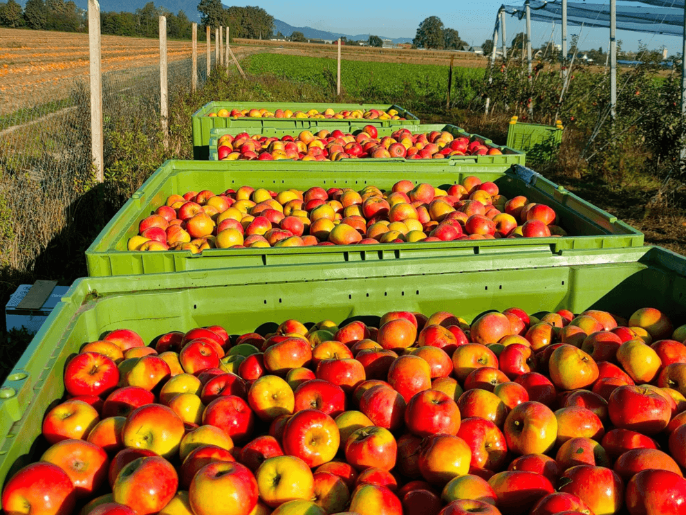 Sandiarstvo Krepfl | ProFruit Machinery